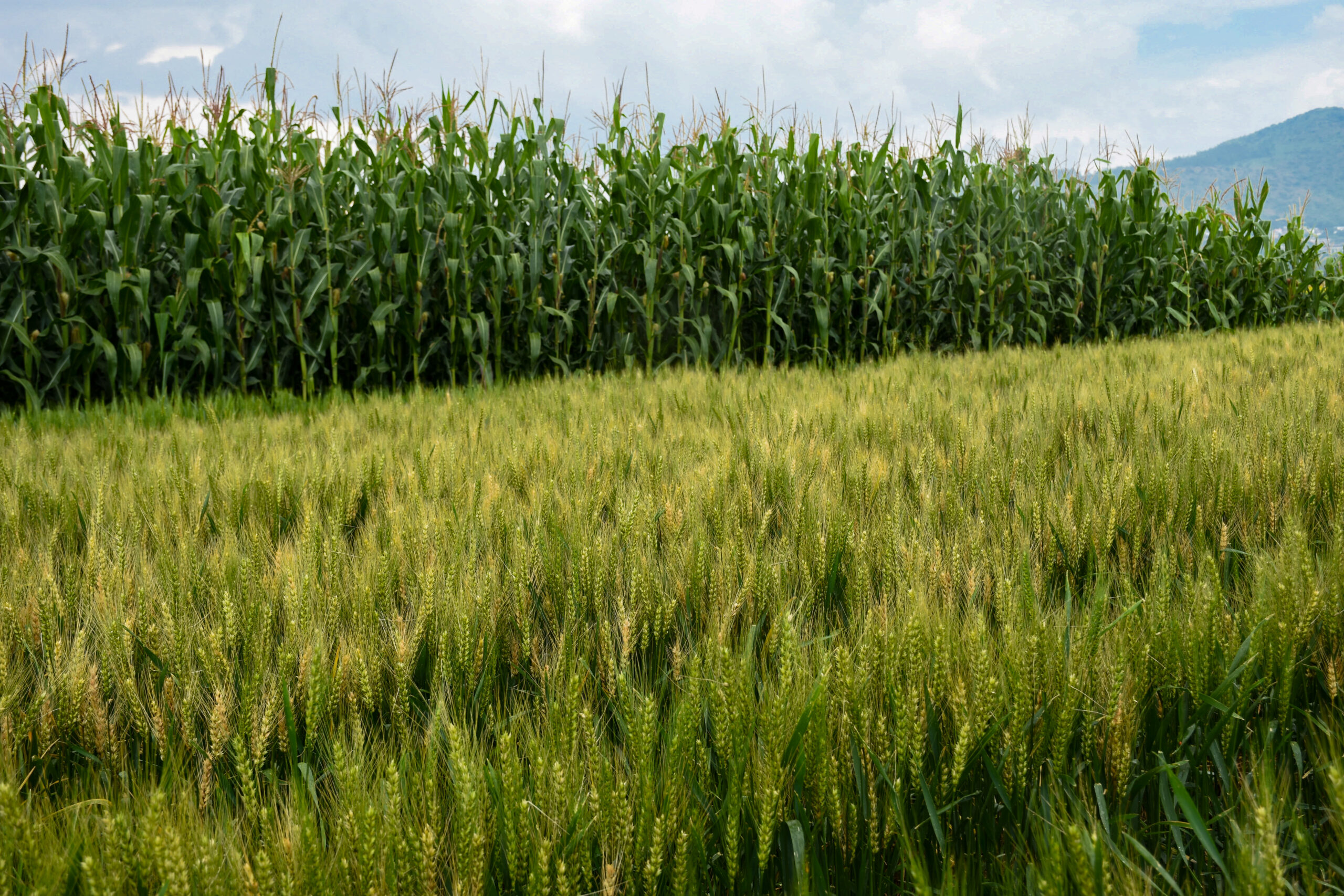 La Agricultura de Conservación promueve prácticas como la siembra directa y la cobertura del suelo con residuos vegetales, esenciales para enfrentar la variabilidad climática. (Foto: Jenifer Morales/CIMMYT)