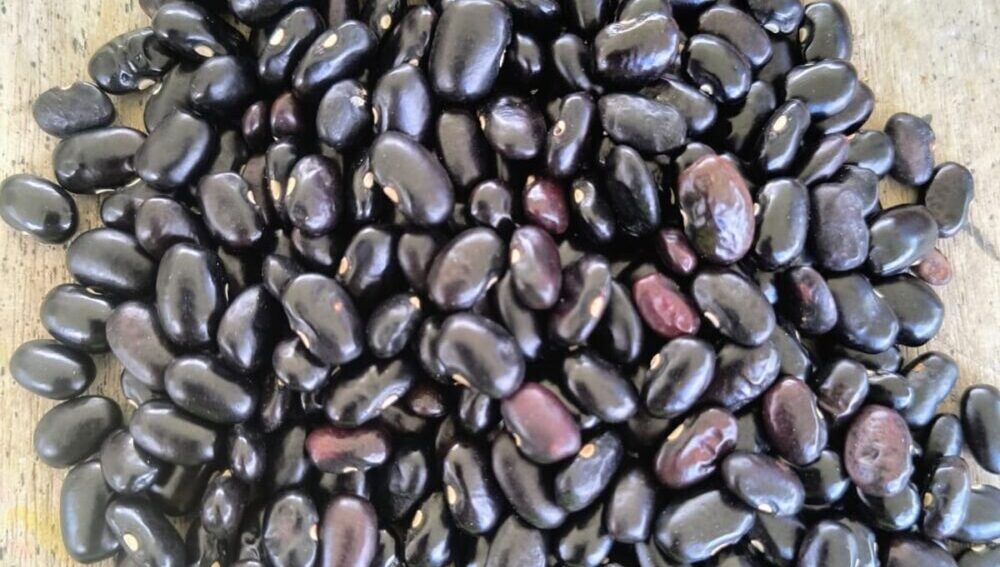 Conservar semillas sanas y bien secadas, como estos frijoles negros, es clave para garantizar su viabilidad y disponibilidad en los próximos ciclos agrícolas. (Foto: Meliza Peña/ CIMMYT)