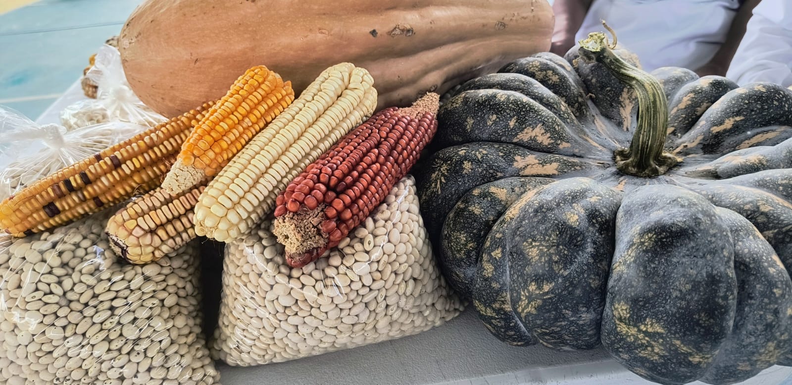 Las casas de semillas promueven la conservación de variedades locales de maíz, frijol y calabaza, fundamentales para la seguridad alimentaria y la identidad agrícola de las comunidades. (Foto: Meliza Peña/CIMMYT)