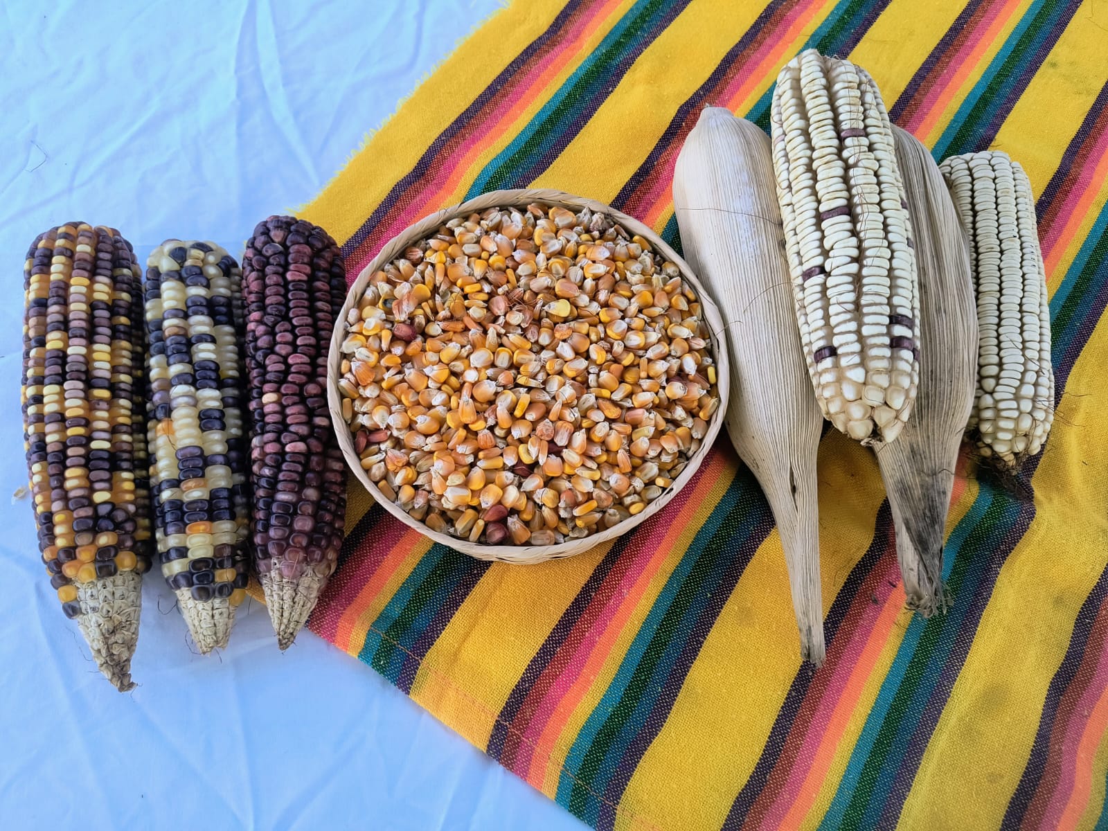 Las semillas nativas son expresión de la biodiversidad y del conocimiento ancestral que las comunidades resguardan y promueven a través de las casas de semillas. (Foto: Meliza Peña/CIMMYT)