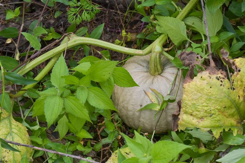 La calabaza no solo aporta alimento; su denso follaje cubre el suelo, reduce malezas y sus flores ayudan a atraer insectos benéficos al sistema. (Foto: Gabriela Bracamonte/CIMMYT)