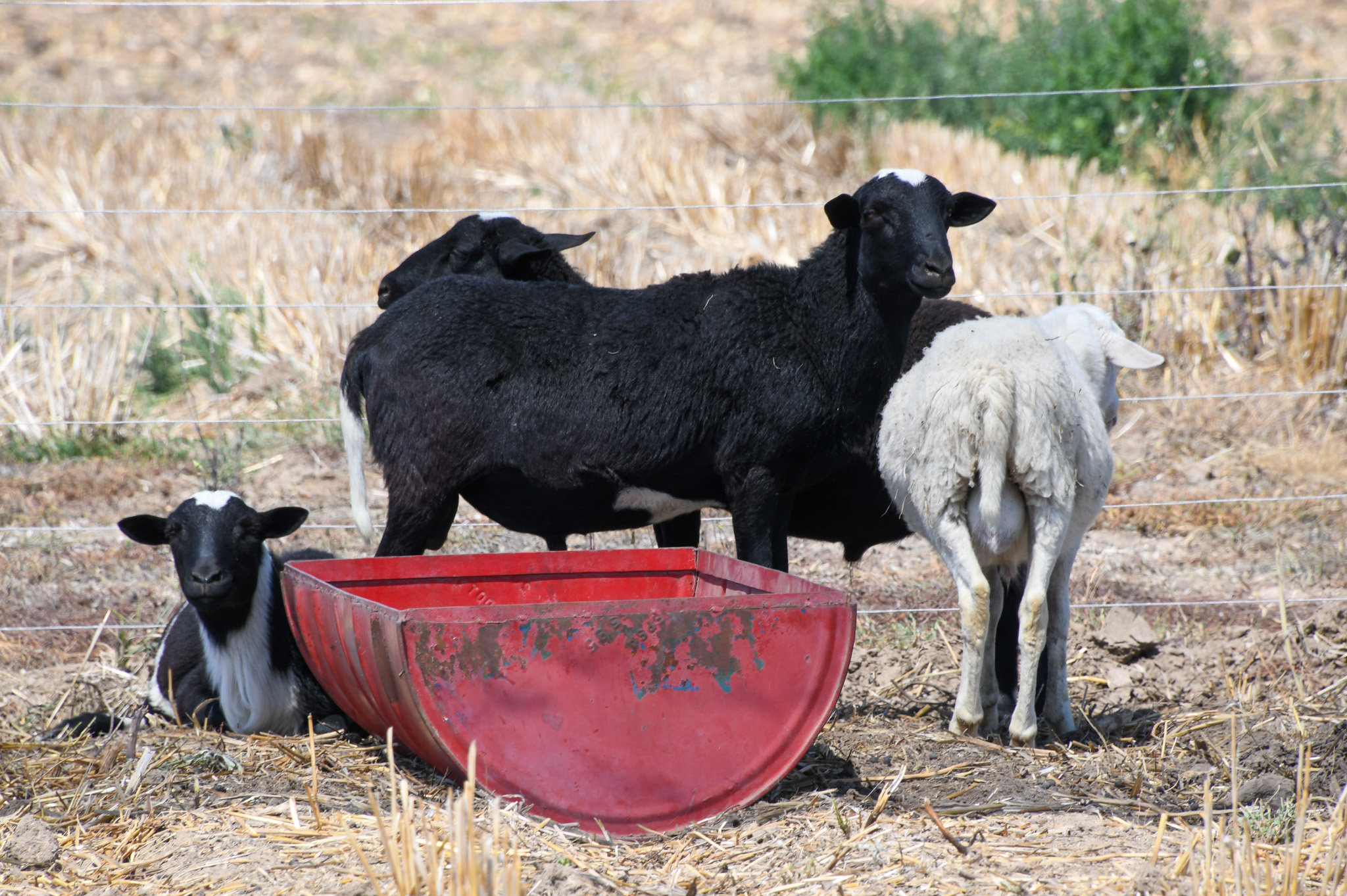En algunas regiones, el rastrojo también se aprovecha como forraje para el ganado. Un manejo equilibrado permite alimentar a los animales y conservar cobertura en el suelo. (Foto: Jenifer Morales/CIMMYT)