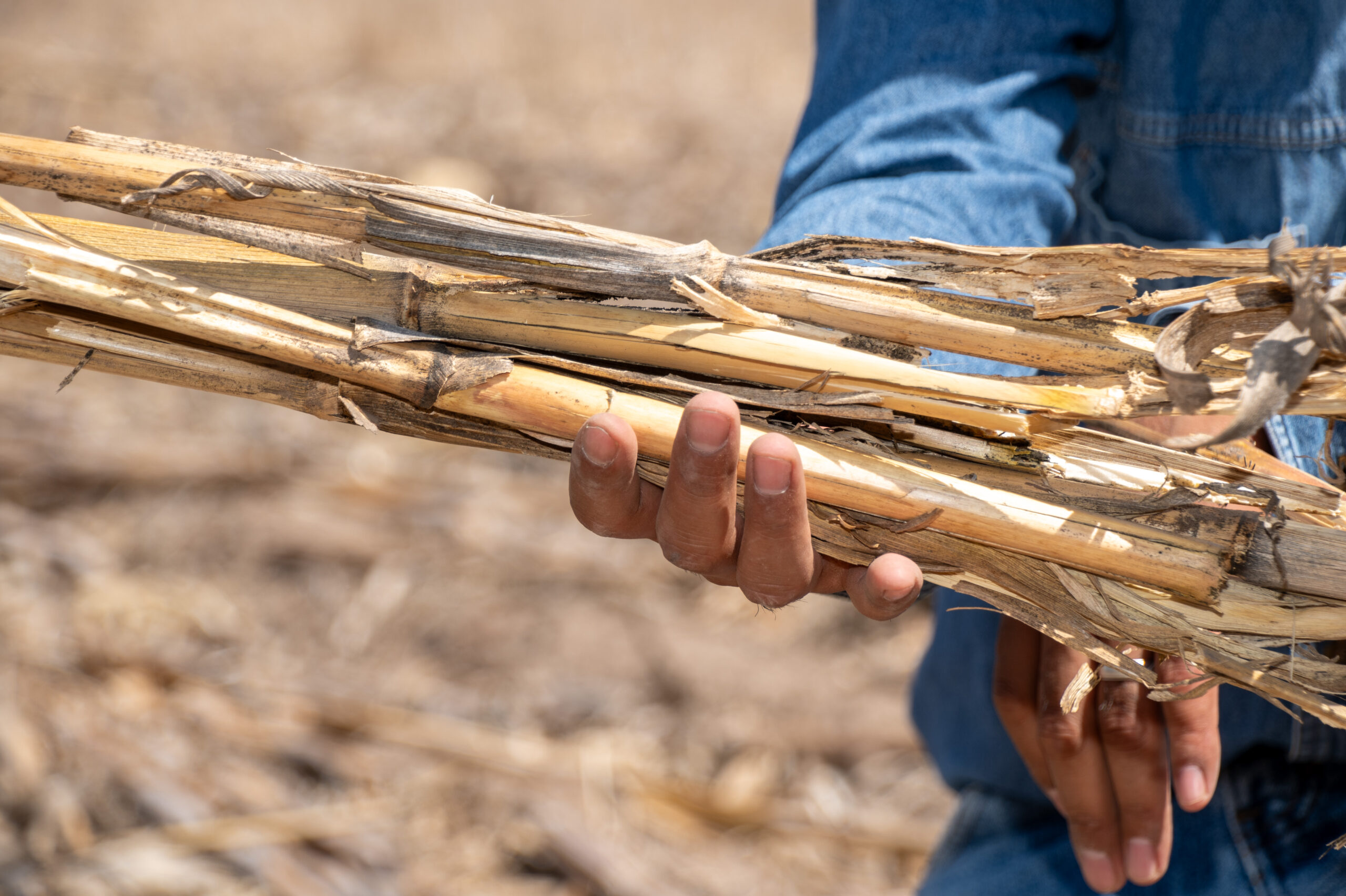 Combinar estrategias permite conservar el suelo sin descuidar otras necesidades del sistema. (Foto: Francisco Alarcón/CIMMYT)