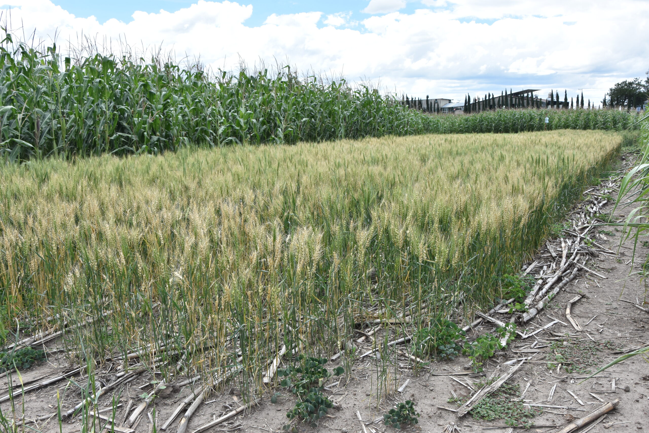 El manejo del rastrojo debe ajustarse a las condiciones del terreno. En suelos con buena humedad y clima templado, conservar parte del rastrojo favorece el desarrollo del cultivo sin generar exceso de cobertura. (Foto: Francisco Alarcón /CIMMYT)