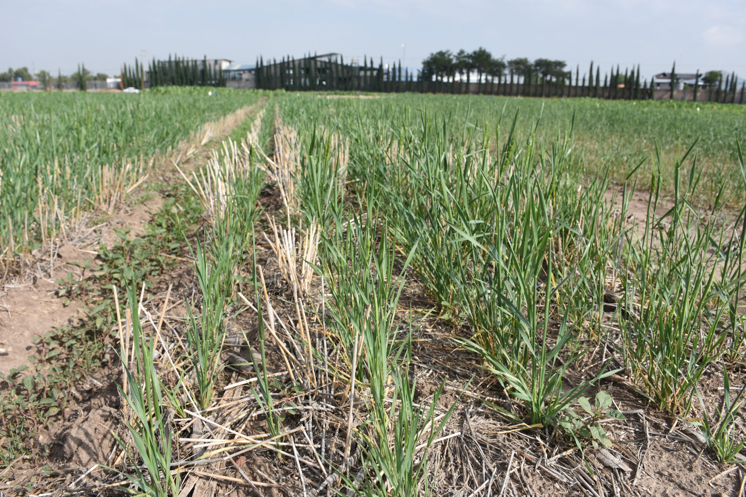 Parcela con cobertura de rastrojo en siembra directa. Esta práctica ayuda a conservar la humedad, reducir la erosión y mejorar el desarrollo del cultivo. (Foto: Francisco Alarcón/CIMMYT)
