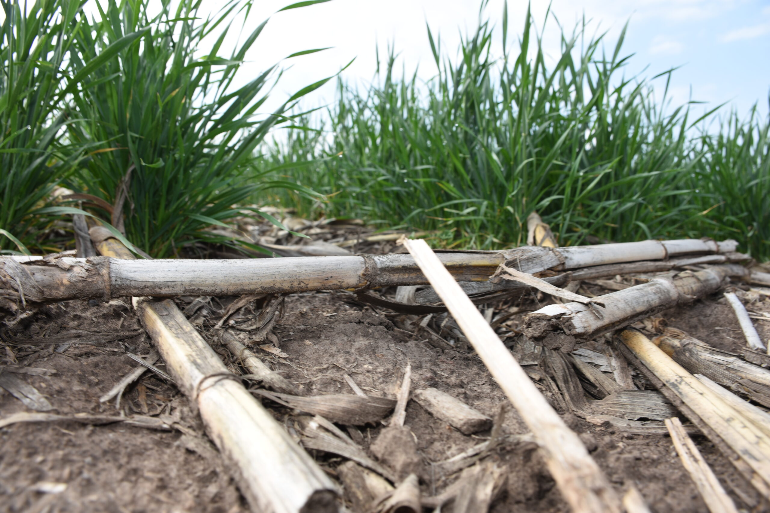 Un buen acomodo del rastrojo permite que cumpla su función de proteger el suelo, conservar humedad y facilitar el establecimiento del siguiente cultivo. (Foto: CIMMYT)