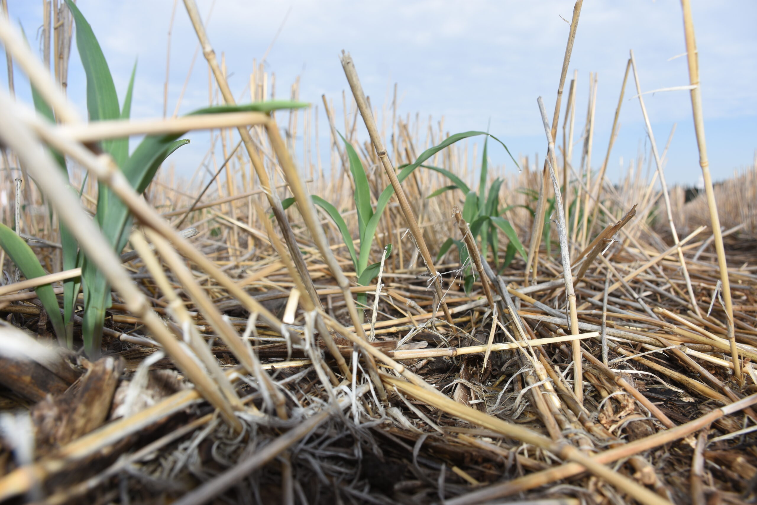 Dejar rastrojo sin manejo puede dificultar la siembra y afectar el desarrollo del cultivo. Distribuirlo adecuadamente permite conservar sus beneficios sin generar problemas. (Foto: Francisco Alarcón/ CIMMYT)