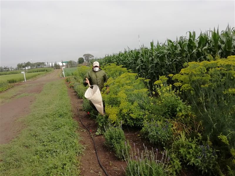 Durante el monitoreo de insectos en una franja floral, personal técnico del CIMMYT registra la presencia de insectos benéficos que contribuyen al control natural de plagas en campos de maíz en El Batán. (Foto: Abel Saldivia/CIMMYT)