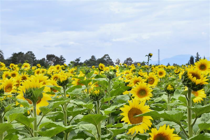 El girasol es una de las especies más recomendadas para barreras vivas: su floración abundante atrae abejas y otros polinizadores, y puede ayudar a desviar plagas del cultivo principal. (Foto: Gabriela Bracamonte/CIMMYT)