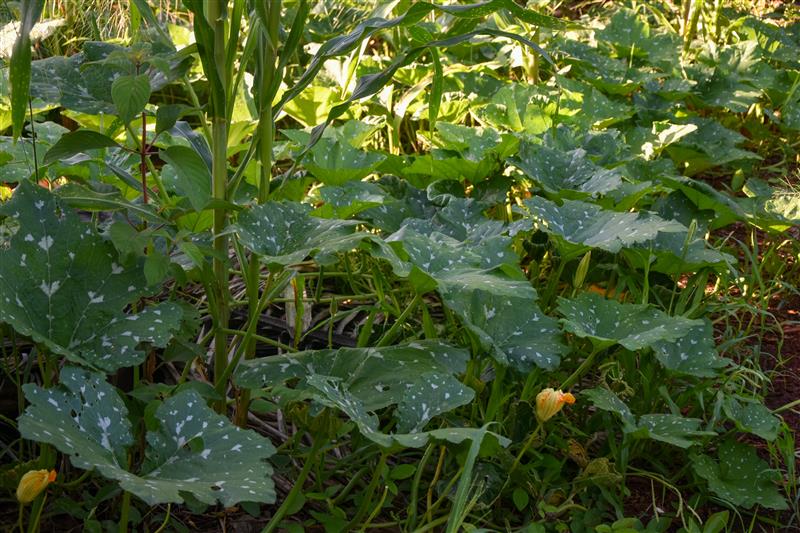 La calabaza es una opción ideal para barreras vivas: sus flores atraen insectos benéficos y, al mismo tiempo, aporta alimento y cobertura vegetal al sistema. (Foto: Jenifer Morales/CIMMYT)