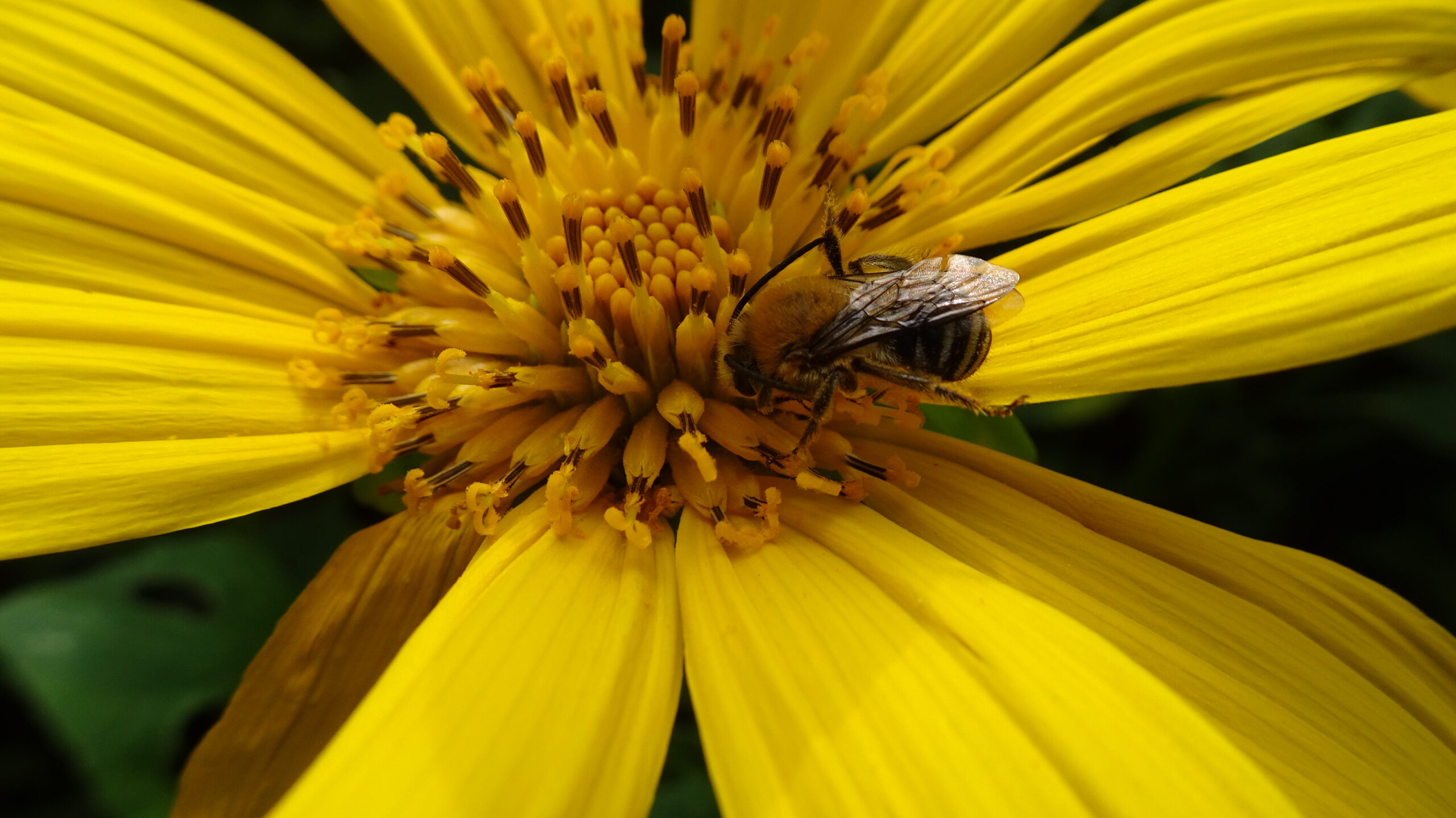 Abeja en flor de Tithonia diversifolia (botón de oro), una planta clave en estrategias de biodiversidad funcional. Este tipo de especies florales proveen néctar y polen, favoreciendo la presencia de polinizadores en parcelas agrícolas manejadas con enfoque agroecológico. (Foto: cortesía de Helios Escobedo-Cruz)