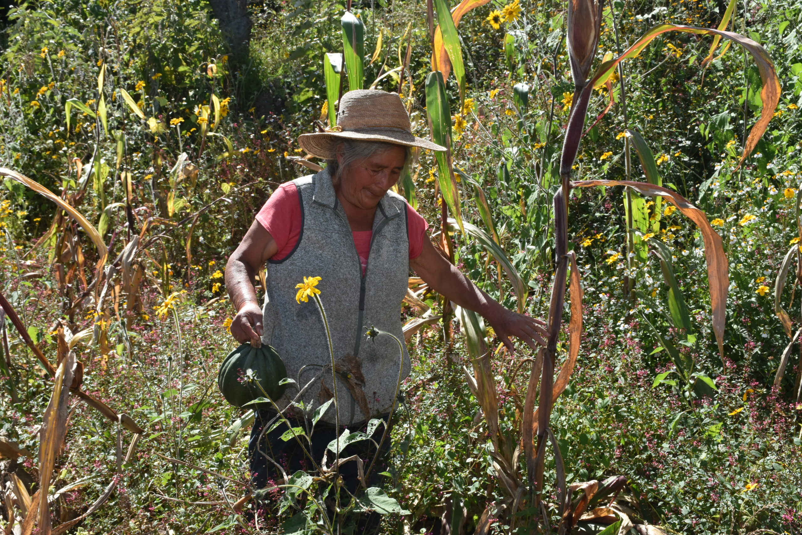 Manejo de cultivos de cobertura como parte de una estrategia de diversificación funcional. (Foto: Sarah Martínez/CIMMYT)
