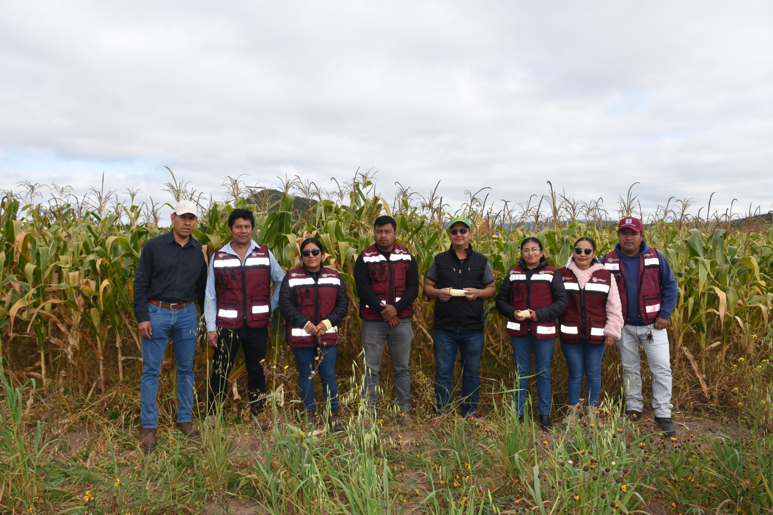 Equipo técnico del proyecto Fortalecimiento del sistema agroalimentario en Oaxaca realiza recorrido de seguimiento en parcelas de maíz establecidas con prácticas sostenibles, como parte de las acciones impulsadas en colaboración con la SEFADER y el CIMMYT. (Foto: Sarah Martínez/CIMMYT)