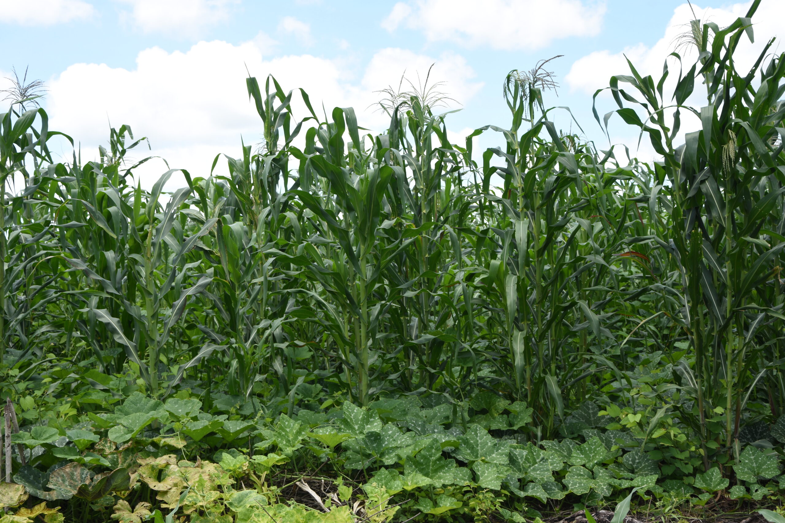 Asociación de maíz (Zea mays), frijol (Phaseolus vulgaris) y calabaza (Cucurbita spp.) en un sistema diversificado (Milpa). Esta combinación favorece la fertilidad del suelo, mejora la cobertura vegetal y fortalece la resiliencia del agroecosistema. (Foto: Sarah Martínez/CIMMYT)