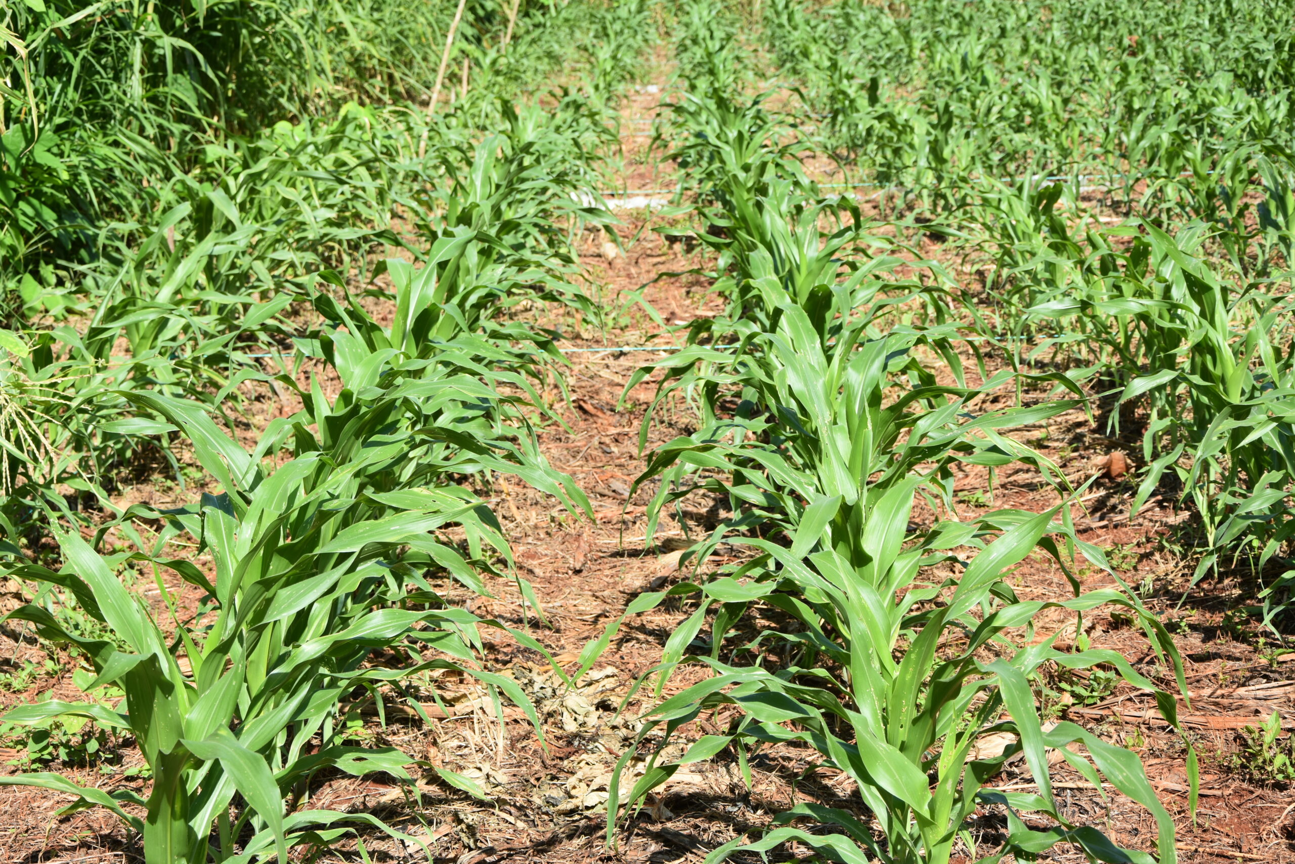 Cultivo en etapas tempranas bajo manejo de agricultura diversificada. (Foto: CIMMYT)