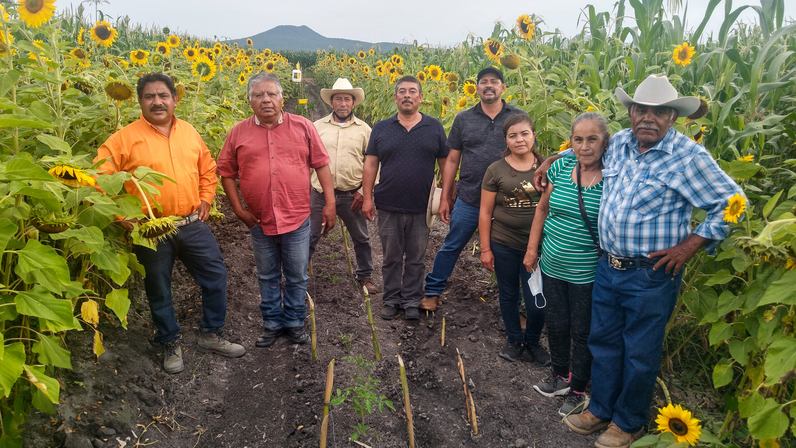 Productores en parcela con girasol y maíz como parte de una estrategia de biodiversidad funcional y manejo agroecológico de plagas (MAP). (Foto: cortesía de Helios Escobedo-Cruz)