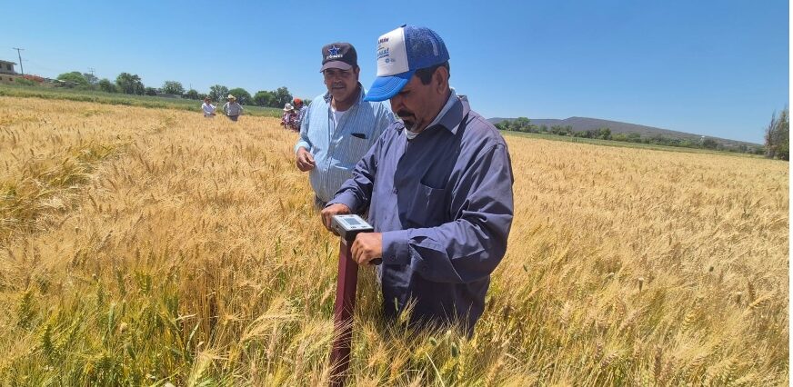 Sesión de capacitación a productores en el marco de Agriba Sustentable. (Foto: Hub Bajío-CIMMYT)