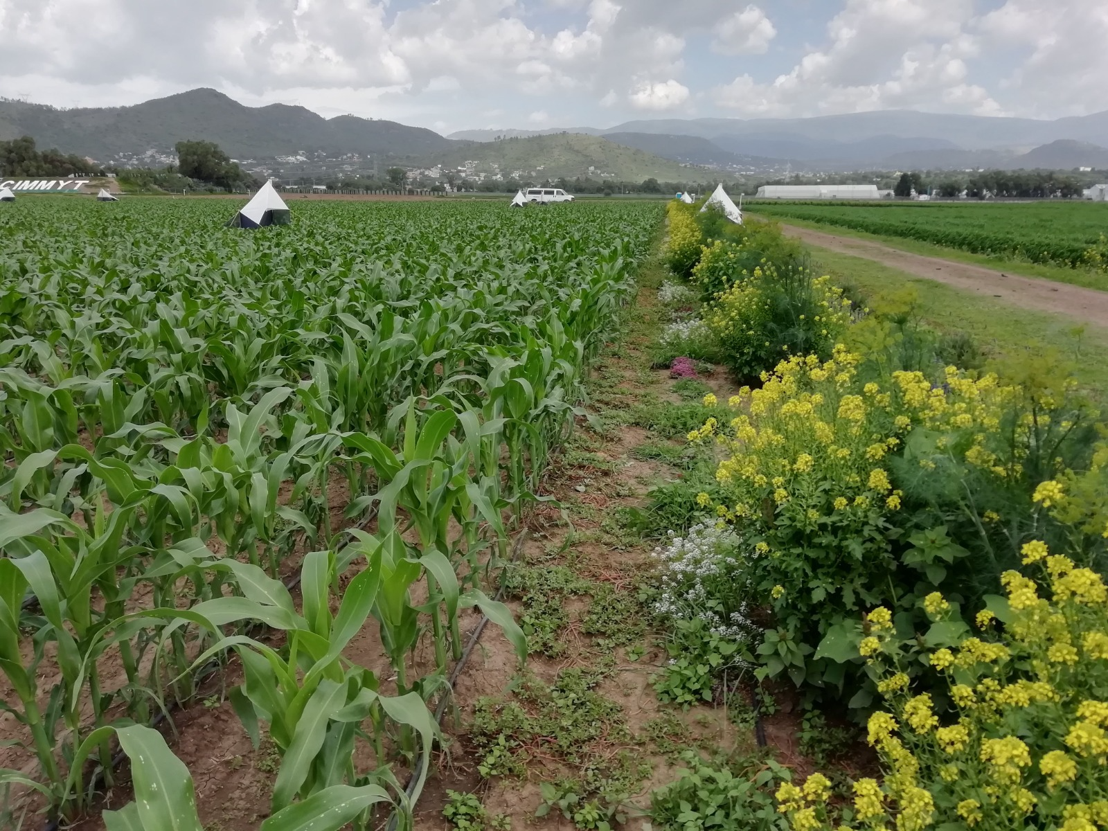 Una franja de flores en el borde de un campo de maíz en la Estación Experimental El Batán actúa como refugio para insectos benéficos que ayudan al control natural de plagas, reduciendo la necesidad de insecticidas. (Foto: Abel Saldivia/CIMMYT)