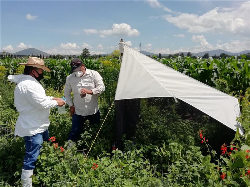 Personal del CIMMYT recolecta insectos en una trampa entomológica colocada junto a una franja floral, como parte de los experimentos en El Batán para evaluar el efecto de la biodiversidad funcional en el control natural de plagas. (Foto: Abel Saldivia/CIMMYT)