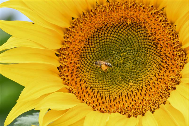 Las flores del girasol ofrecen néctar y polen que atraen a polinizadores como las abejas, esenciales para mantener la biodiversidad y favorecer la productividad agrícola. (Foto: Gabriela Bracamonte/CIMMYT)
