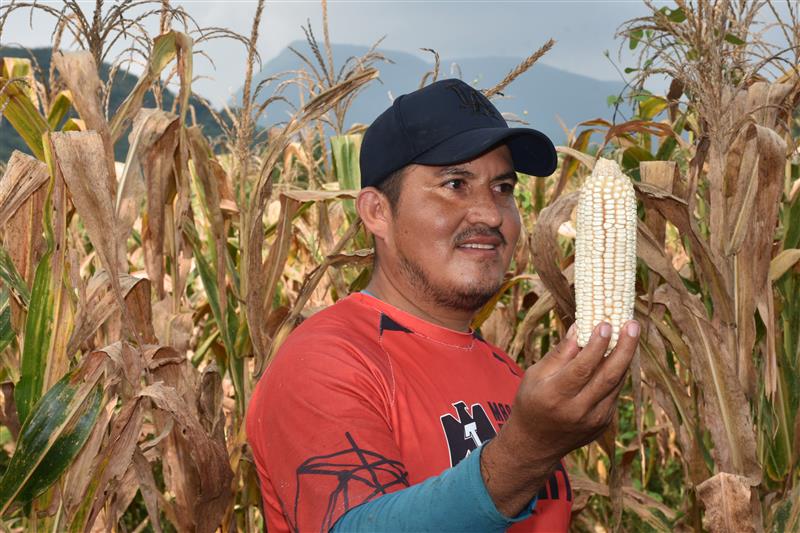 Álvaro Martínez Santos sosteniendo una mazorca de maíz en su parcela en Pochutla, Oaxaca. (Fotografía: Sarah Martínez/CIMMYT)