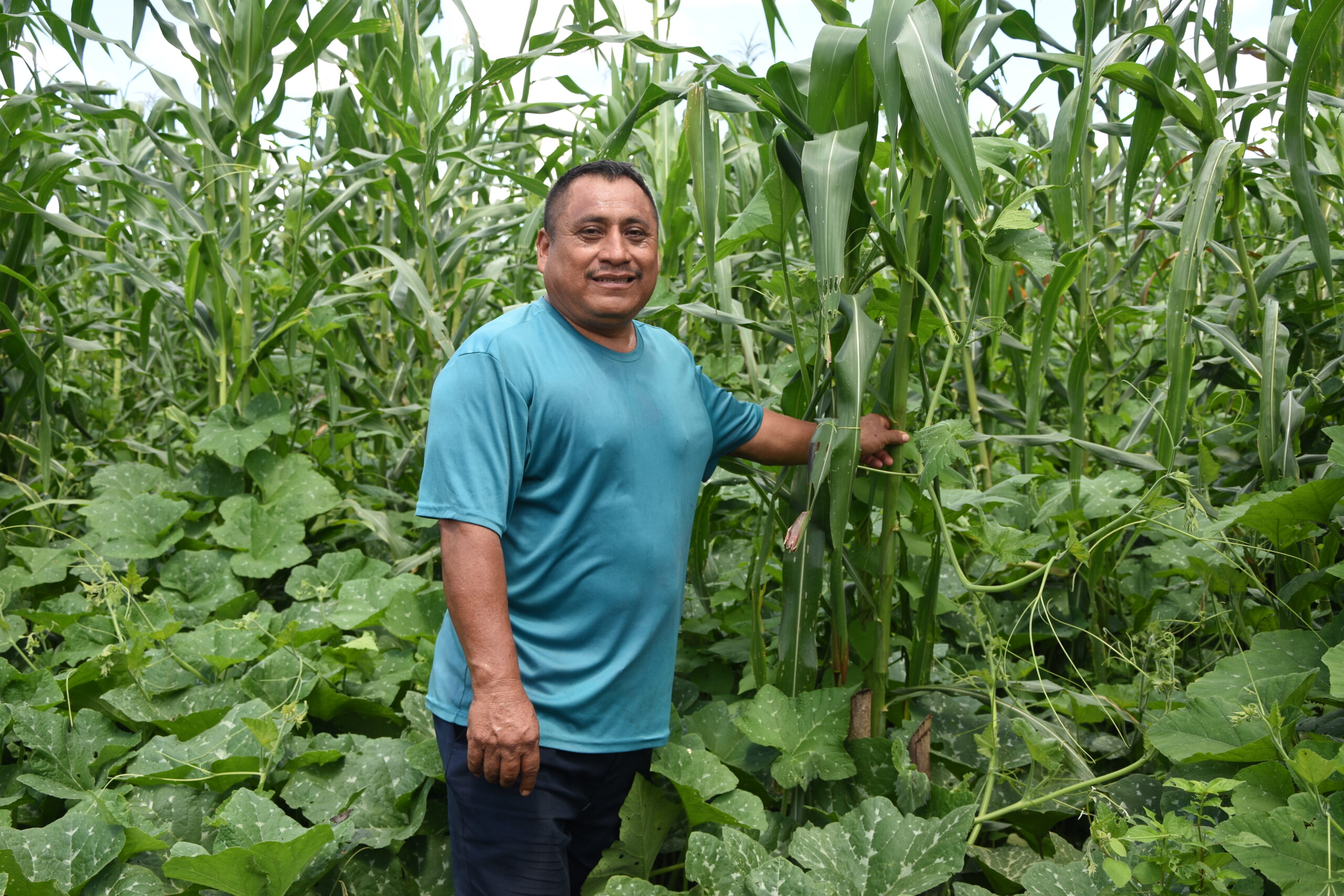 Don Alberto Cabil Pot cultiva su milpa con prácticas sustentables en el ejido Filomeno Mata, como parte del proyecto impulsado por el Gobierno de Quintana Roo y el CIMMYT. (Foto: Jenifer Morales/CIMMYT)