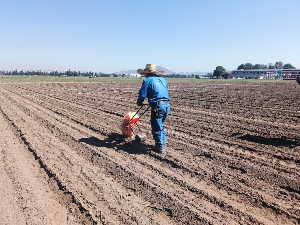 Uso de fertilizadora manual en parcelas pequeñas para una aplicación localizada de nutrientes. (Foto: Gabriel Martínez/CIMMYT)