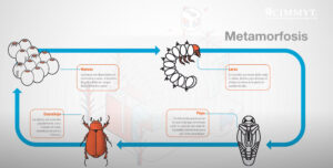 Identificar en qué etapa se encuentra un insecto, como este escarabajo, permite aplicar controles en el momento más eficaz. La fase larval, que causa el mayor daño al cultivo, es clave para enfocar las acciones de manejo con menor impacto y mayor efectividad. (Foto: CIMMYT)