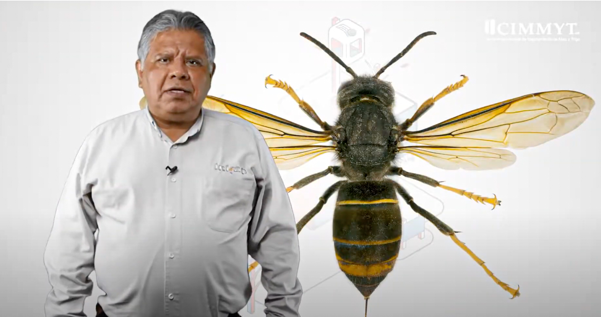 Fernando Bahena explica cómo reconocer insectos benéficos: Las avispas parasitoides, como la que aparece al fondo, son aliadas en el control natural de plagas. Identificarlas en campo permite protegerlas y aprovechar su función en lugar de eliminarlas por error. Conocer su morfología y comportamiento es clave para un manejo agroecológico más efectivo. (Foto: CIMMYT)