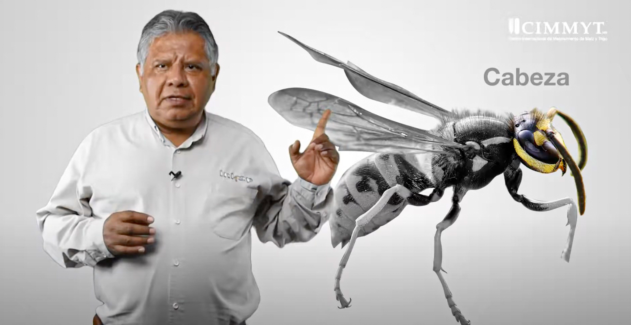 La cabeza del insecto revela información clave. (Foto: CIMMYT)
