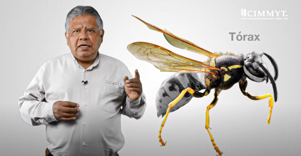 El tórax es clave para identificar el movimiento del insecto. (Foto: CIMMYT)