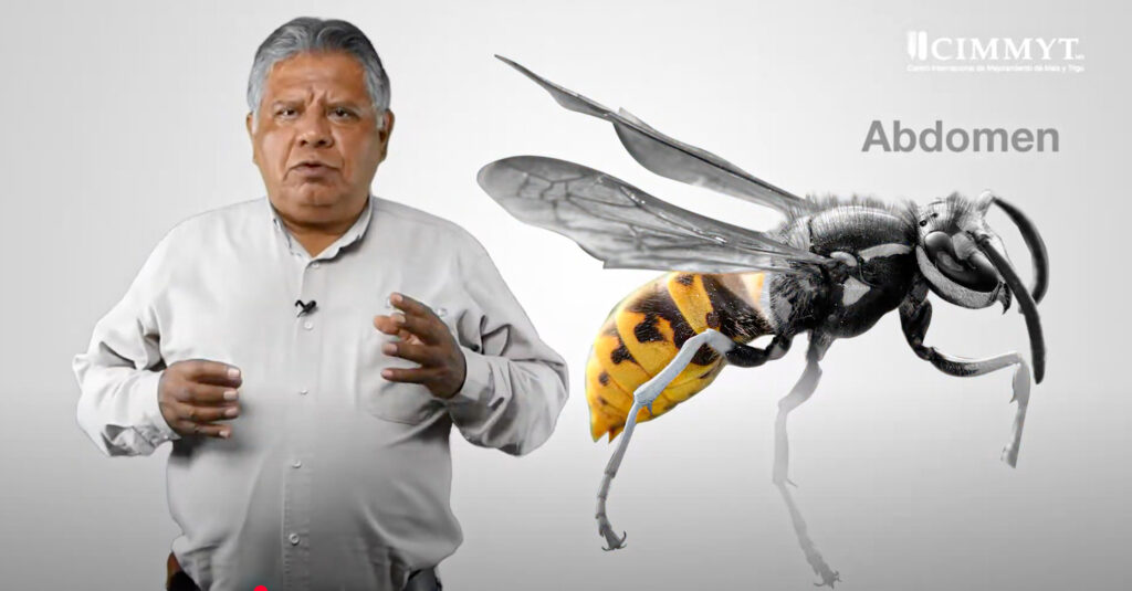 El abdomen puede variar mucho entre especies, y en él se encuentran órganos esenciales como el ovipositor y los espiráculos. (Foto: CIMMYT)