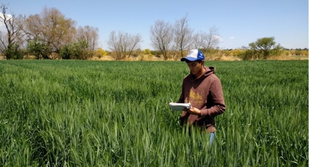 Llevar una bitácora para establecer una meta de rendimiento es clave para la aplicación de las 4R de fertilización. (Fotografía: Francisco Buenrostro/ CIMMYT)