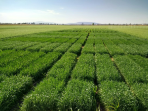 Ensayo de dosis de fertilización en trigo, cuyos resultados ayudan a generar recomendaciones de manejo de fertilización. (Fotografía: Francisco Buenrostro/CIMMYT)
