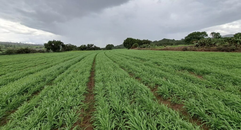 Cultivo en el área de influencia del acuífero de Apan. (Foto: CIMMYT)
