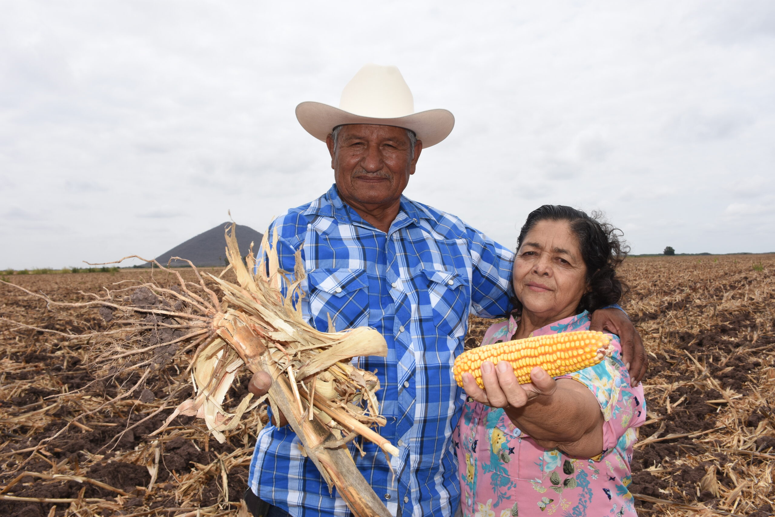 Productores de Sinaloa muestran los beneficios de prácticas sustentables como las camas permanentes: mayor rendimiento, menor costo y conservación del suelo. (Foto: CIMMYT)