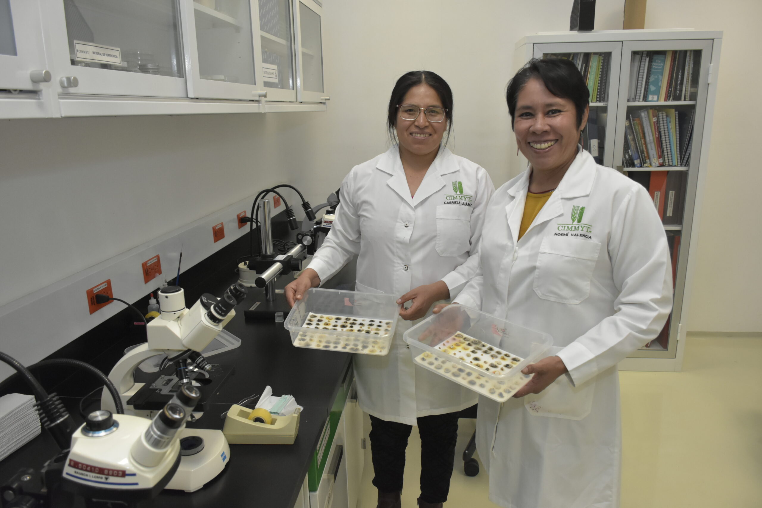 Gabriela Juárez, supervisora del Laboratorio de Sanidad de Semillas de CIMMYT, y Noemí Valencia, gerente del Laboratorio de Sanidad de Semillas de CIMMYT, realizan análisis fitosanitarios clave para asegurar que el germoplasma esté libre de plagas y enfermedades antes de su envío a otros países. (Foto: Gabriela Bracamonte/CIMMYT)