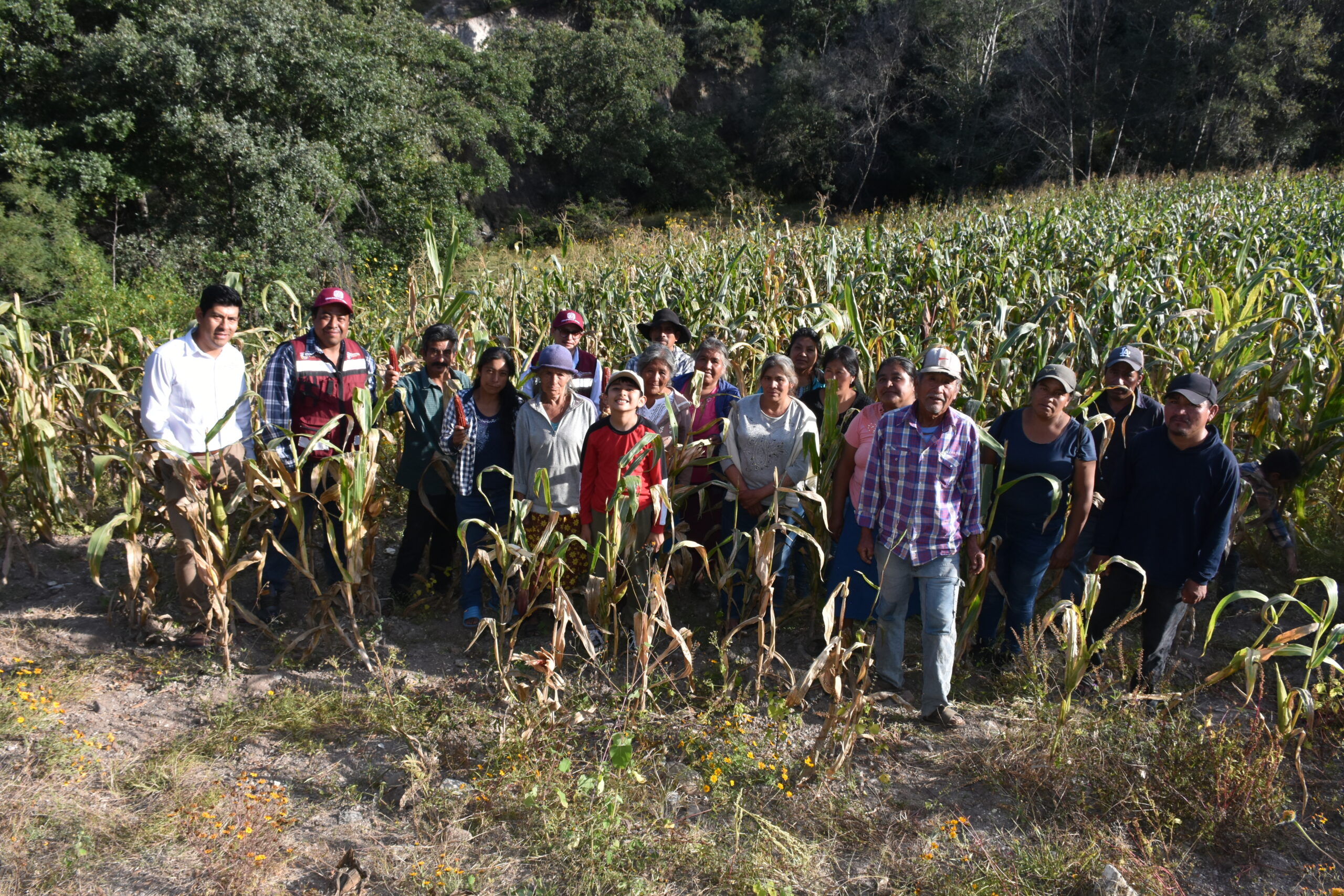 La agricultura sustentable fortalece el tejido comunitario y siembra condiciones de paz en el territorio. (Foto: Sarah Martínez/CIMMYT)