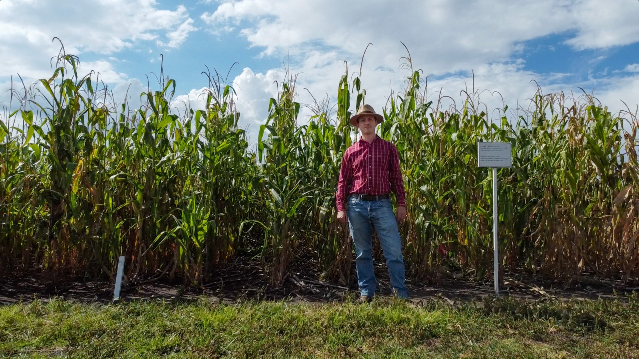 Simon Fontaine, líder de agronomía de CIMMYT para Latinoamérica, en un ensayo en Texcoco donde se evalúan cultivos de cobertura como parte de las estrategias de diversificación sustentable para mejorar la salud del suelo y reducir el uso de insumos. (Foto: Francisco Alarcón/CIMMYT)