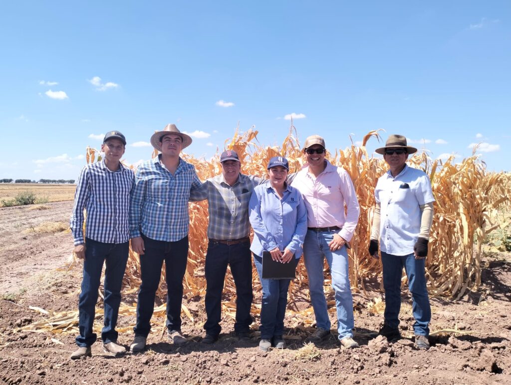 Participantes del Curso Técnico Certificado TRIMEX 2025–2026 del Hub Pacífico Norte durante recorrido en campo en Ciudad Obregón, Sonora, observan prácticas de agricultura sustentable. (Foto: CIMMYT)