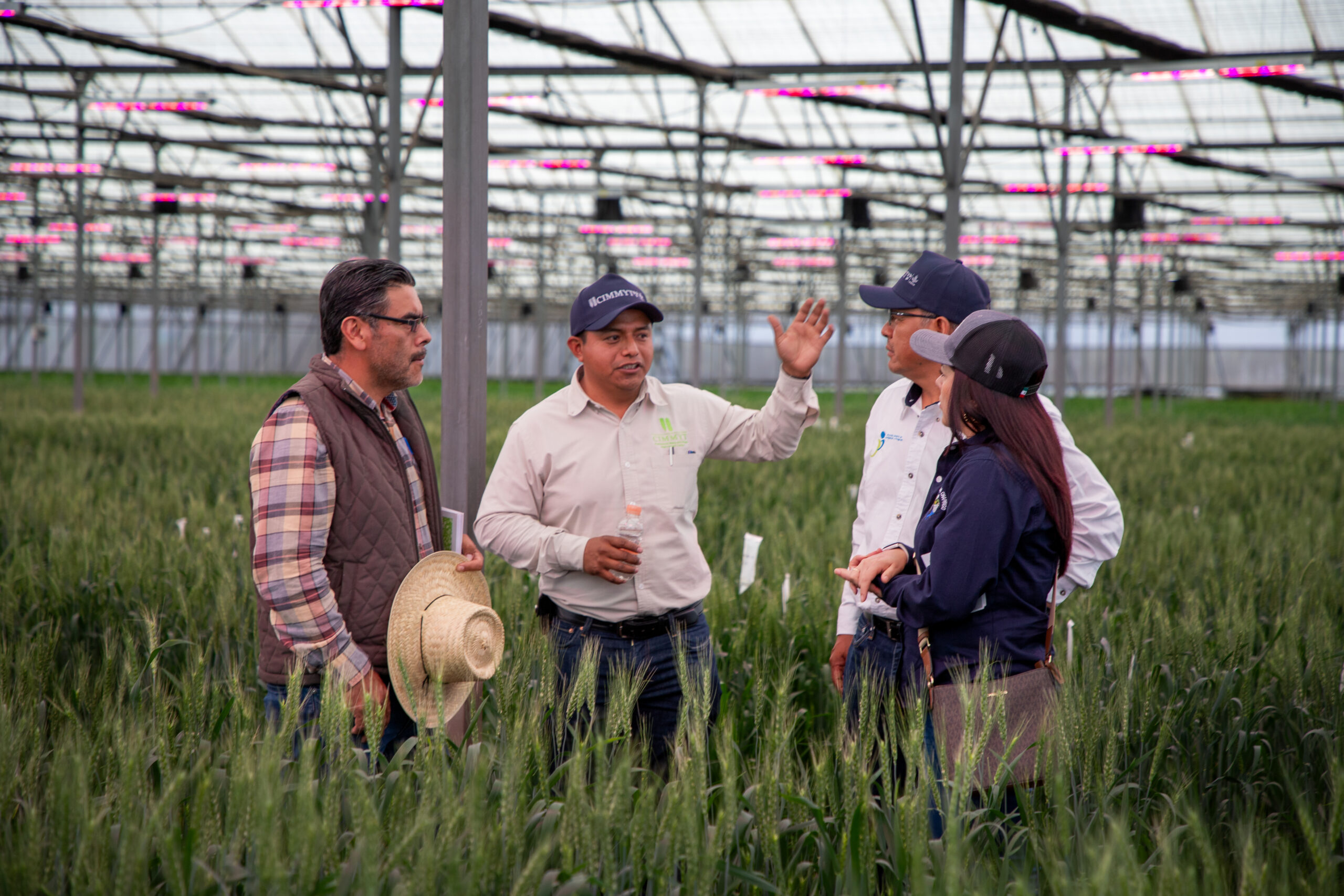 Recorrido por el invernadero de reproducción acelerada en el Centro Experimental Sanjaya Rajaram durante el día de campo del Programa Global de Trigo. (Foto: Dinorah Guzmán/CIMMYT)