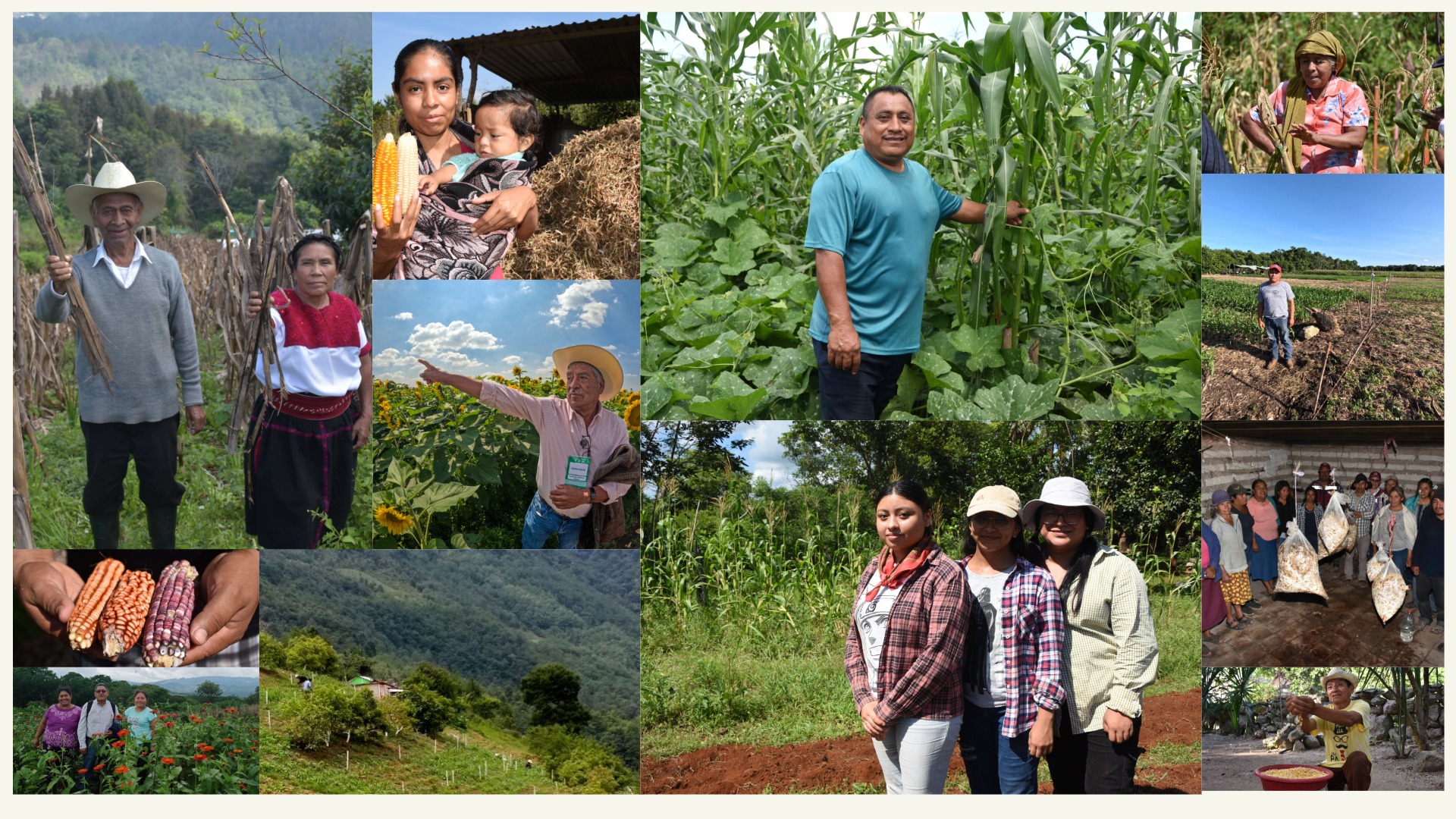 Productores y productoras indígenas cultivan futuro. Con saberes ancestrales y acompañamiento técnico, fortalecen la seguridad alimentaria y la sostenibilidad en sus comunidades. (Foto: CIMMYT)