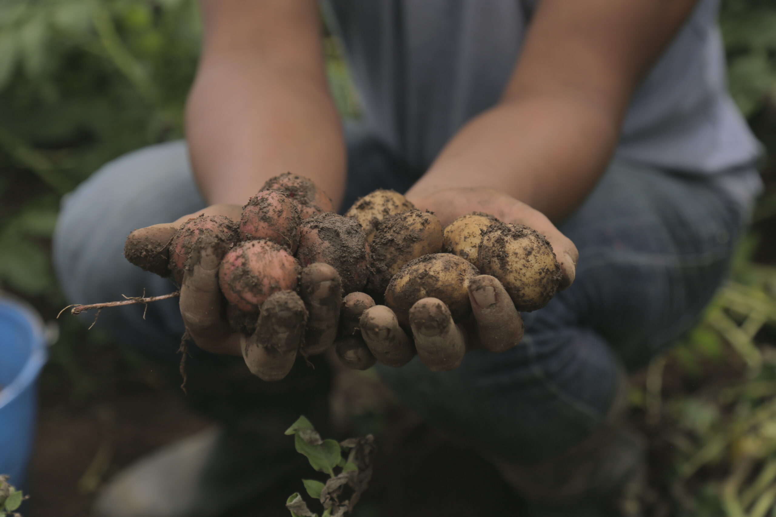 La cosecha en manos de los agricultores recuerda que garantizar alimentos es también sembrar paz, resiliencia y esperanza para las comunidades. (Foto: CIMMYT)