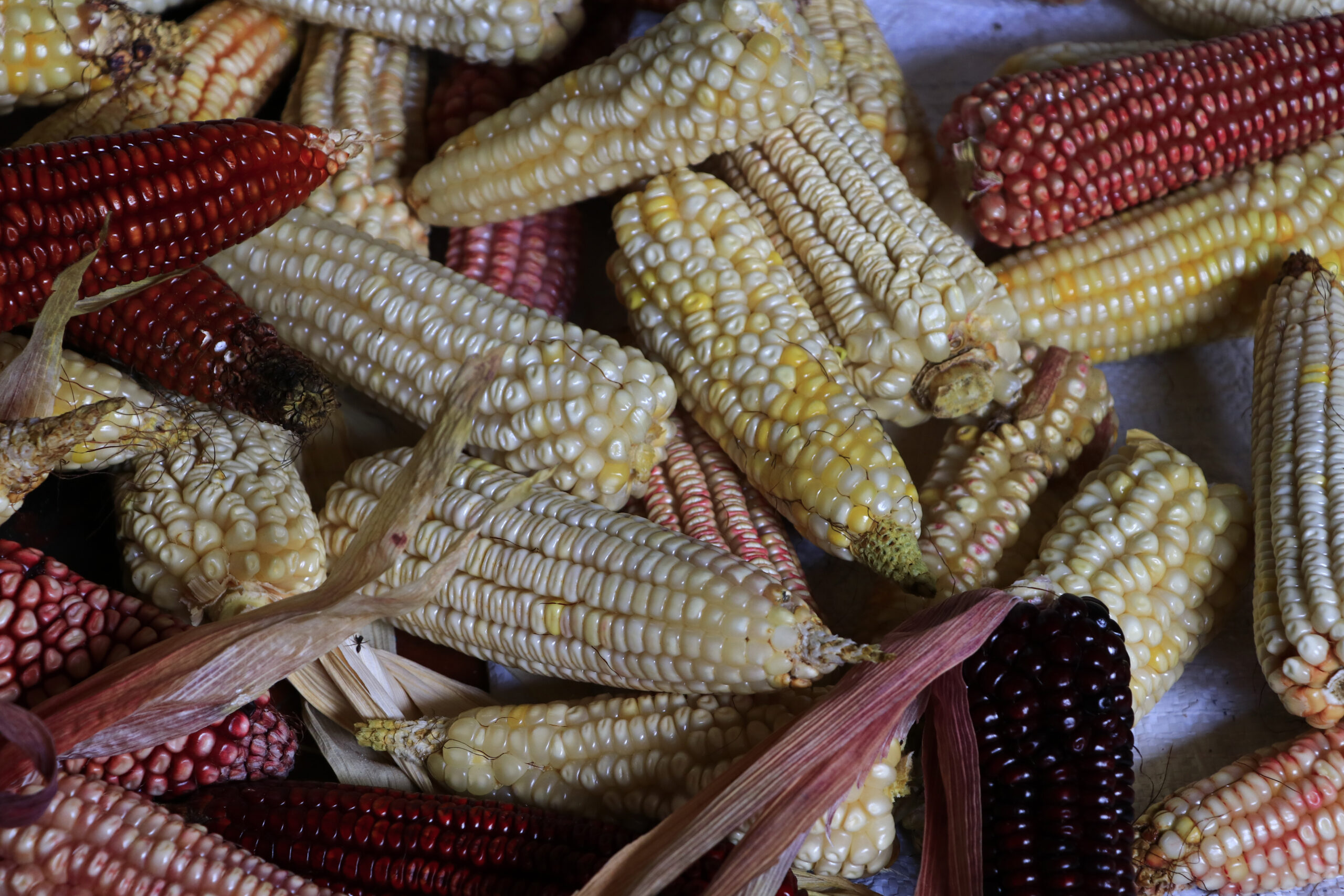 Diversidad de maíces nativos de México, símbolo de identidad nacional y base de la innovación agrícola que impulsa la resiliencia del campo y la seguridad alimentaria del futuro. (Foto: CIMMYT)
