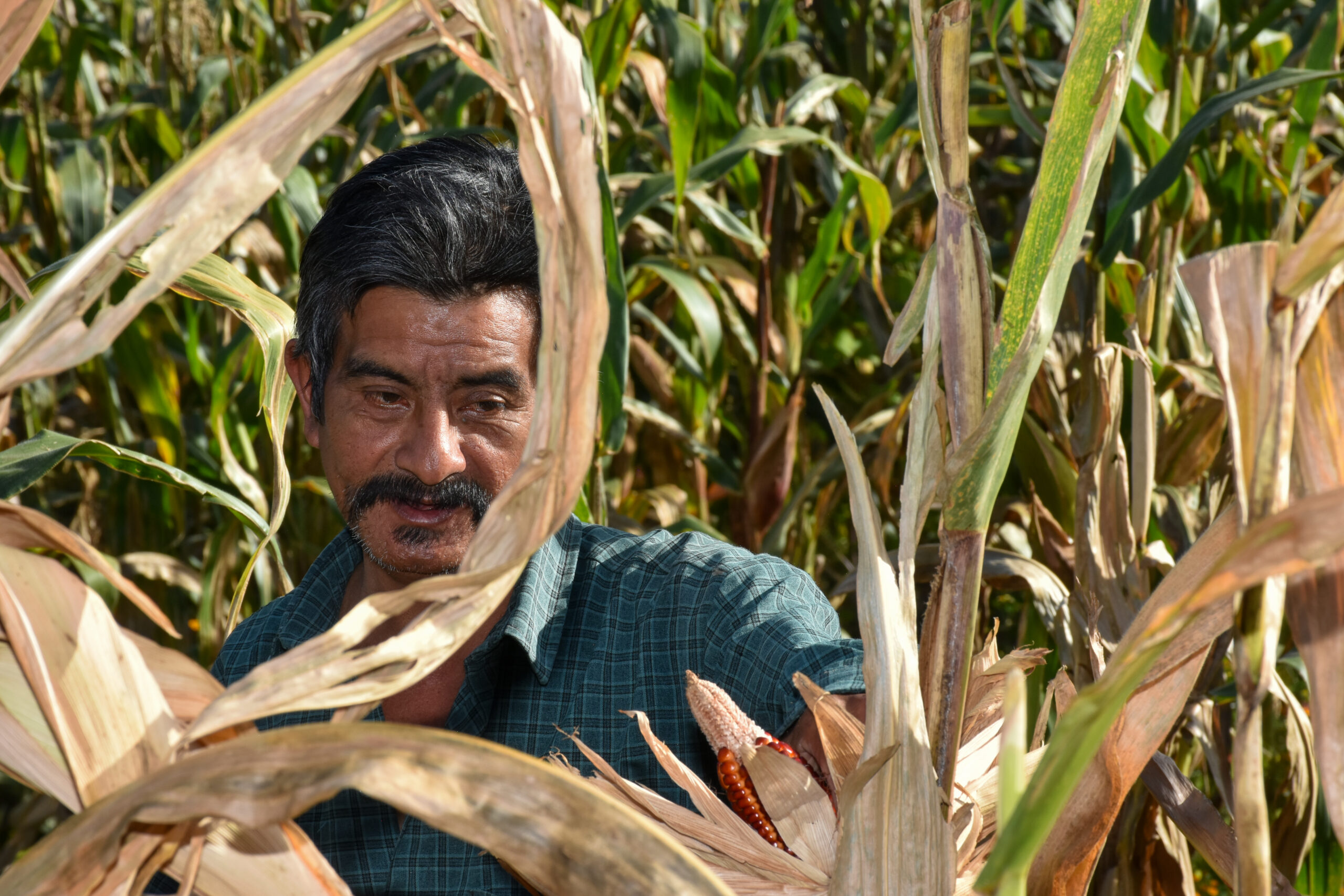 Un productor inspecciona su maíz maduro en San Cristóbal Amatlán, Oaxaca. En el Día Mundial de la Agricultura, recordamos que las soluciones sostenibles comienzan escuchando a quienes cultivan la tierra todos los días. (Foto: Sarah Martínez/CIMMYT)