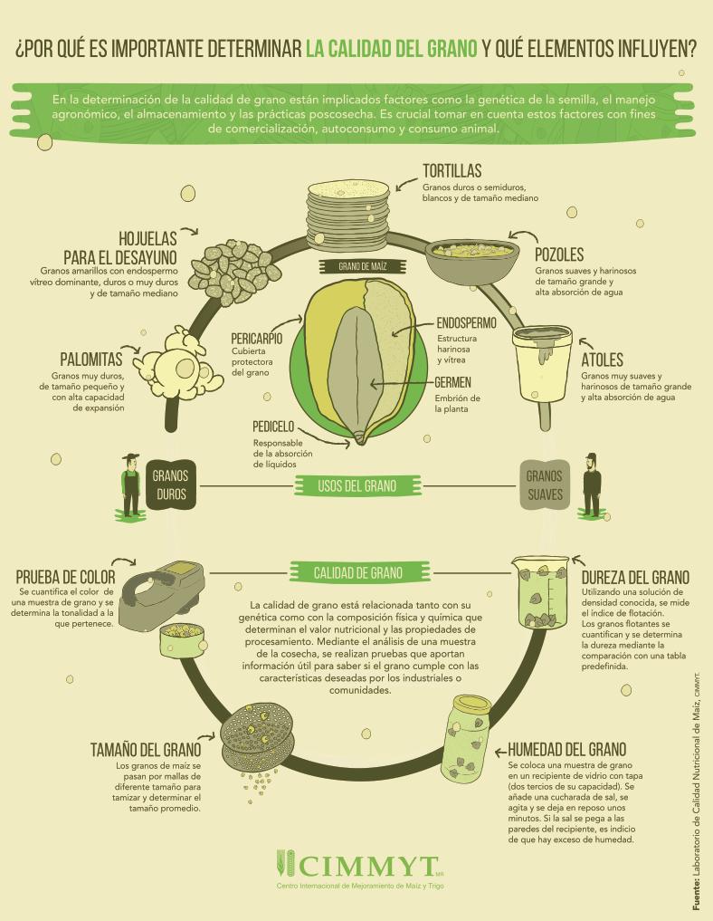 La calidad del grano de maíz se determina a partir de características como dureza, tamaño, humedad y color. Estos factores influyen en sus usos, desde la preparación de tortillas y atoles hasta platillos tradicionales como el pozole. (Infografía: CIMMYT)