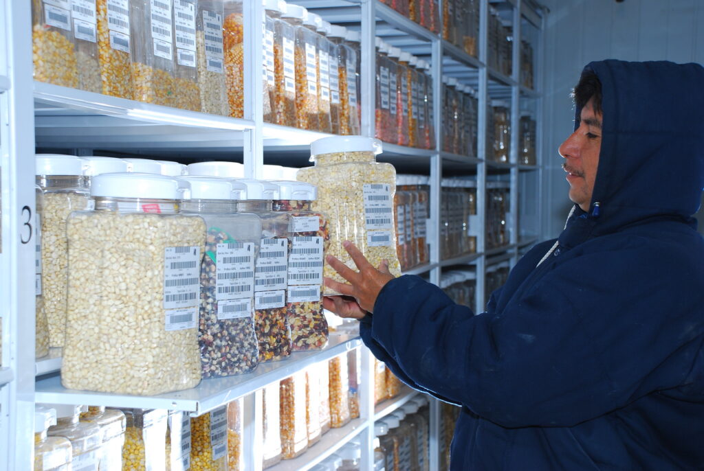 Invertir en conocimiento para asegurar el alimento – CIMMYT
