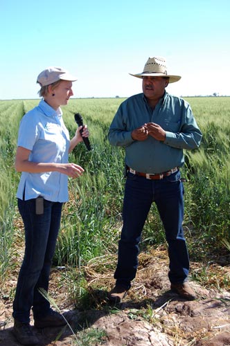 Roberto Encinas being interviewed by Nele Velhurst, a member of CIMMYT's CA team