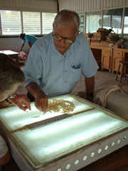 Scientists use a light box to select maize seed expressing the quality protein trait. Light is projected through the seed, and kernels that appear dark at the base but translucent elsewhere are prime QPM candidates.