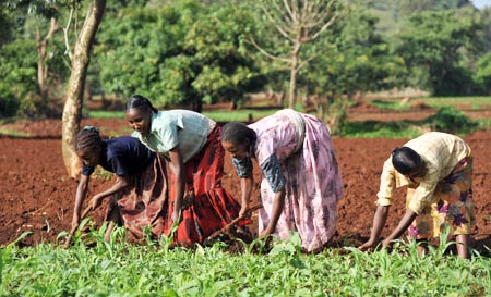 cimmyt-maize-farmers